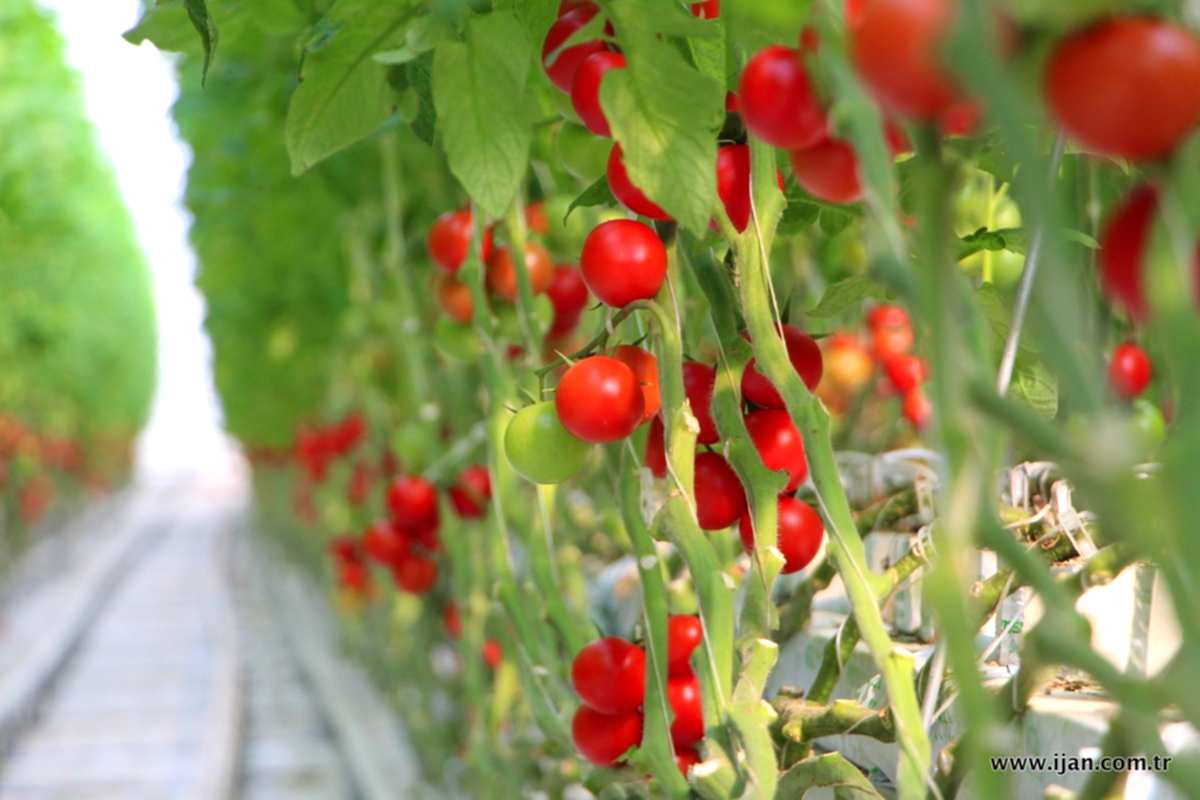 Domates Seraları