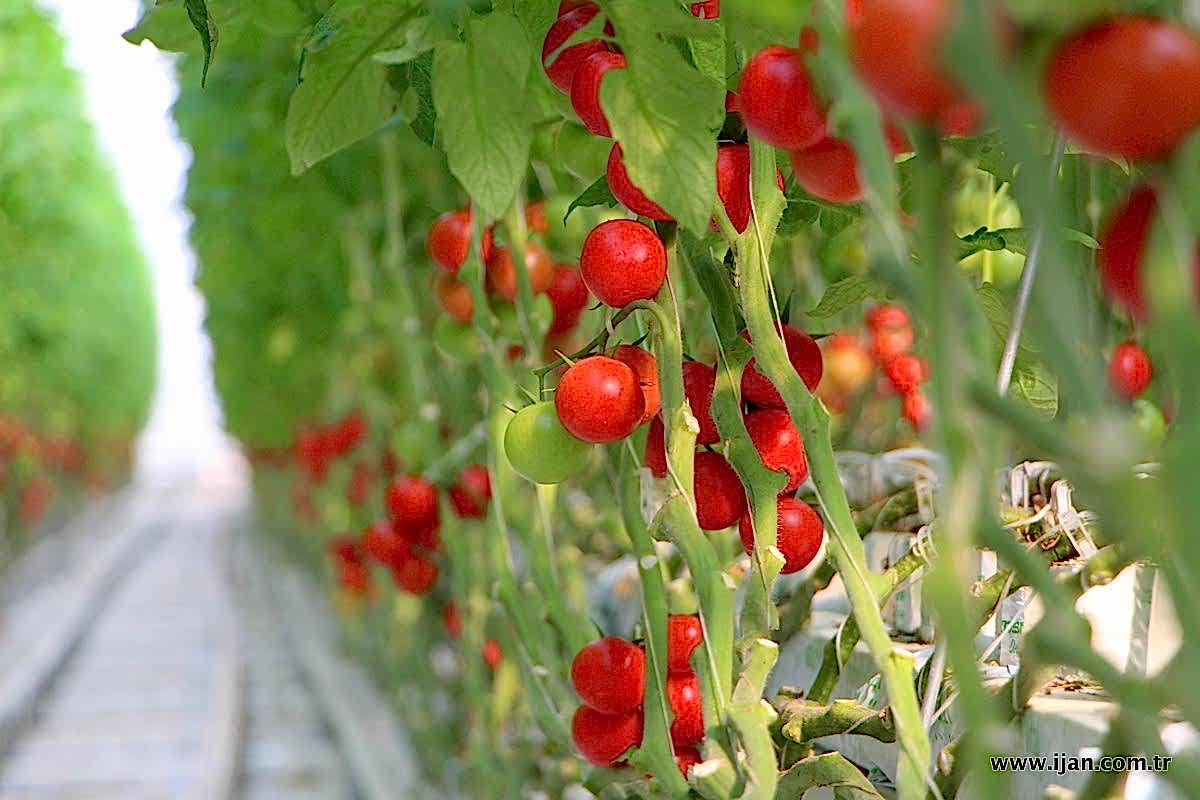 Topraksız Tarım Seraları