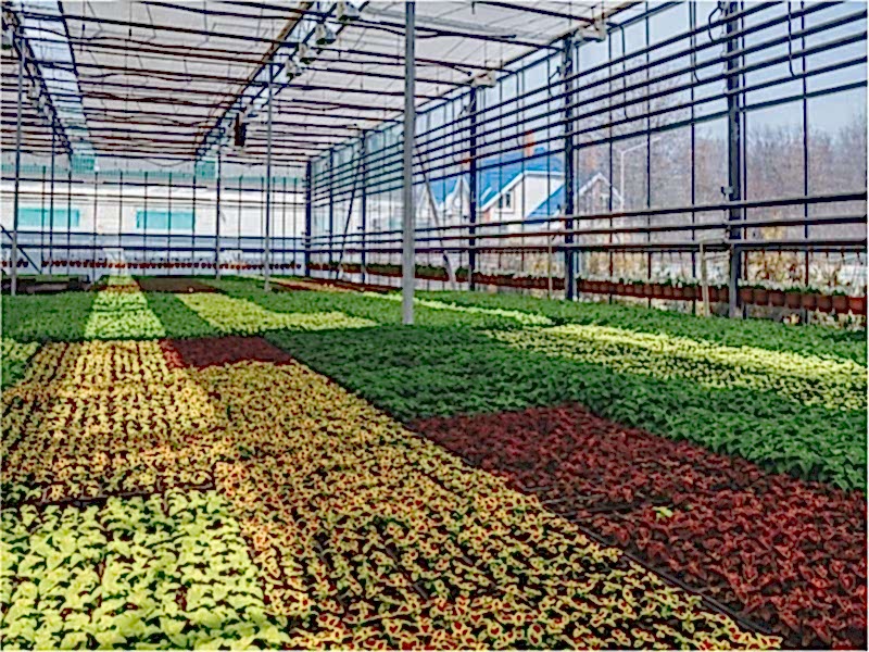 Süs Bitkisi Seraları