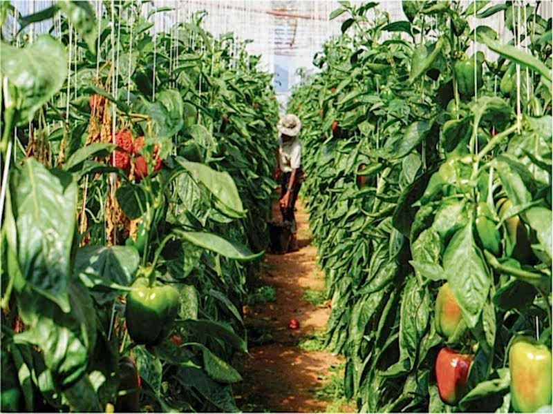 Topraklı Tarım Seraları